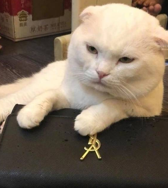 猫咪跳海草舞翻车!主人怒摔手机,笑翻~ 猫咪跳海草舞翻车!主人怒摔手机,笑翻~