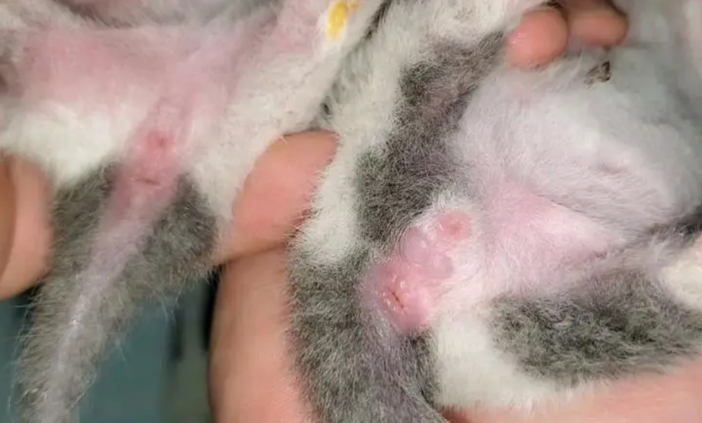 如何鉴别小猫公母