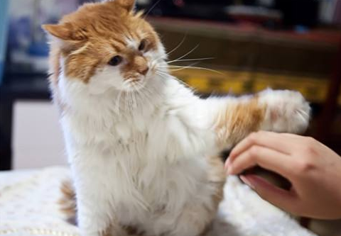怎么样训猫教它听话 怎么样训猫教它听话