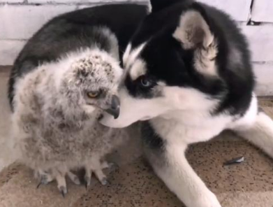 主人送了只猫头鹰给二哈,一年后悲剧了 主人送了只猫头鹰给二哈,一年后悲剧了
