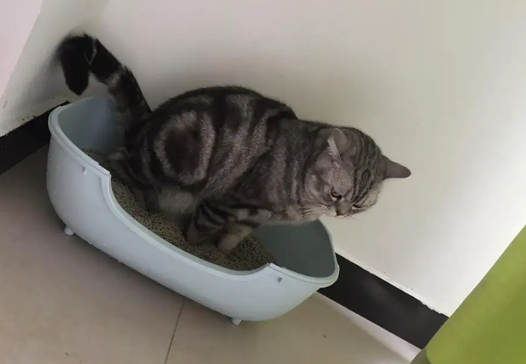 猫为什么总是想拉屎