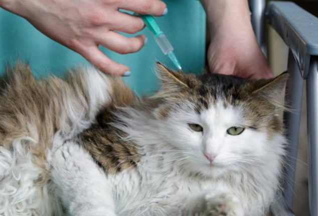 猫咪如何防疫