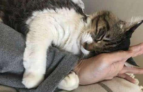 猫为什么喜欢靠着我睡