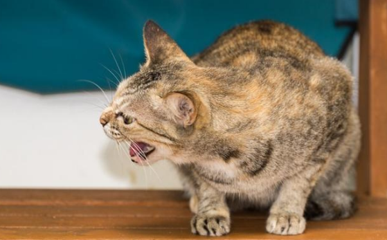 专门吓猫的声音