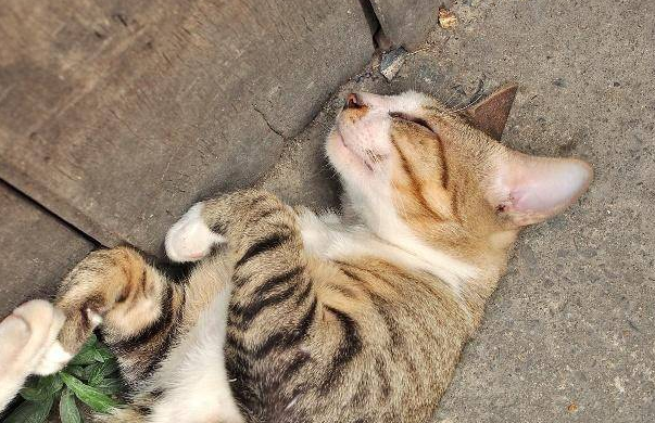 猫咪死了为什么要扔了它