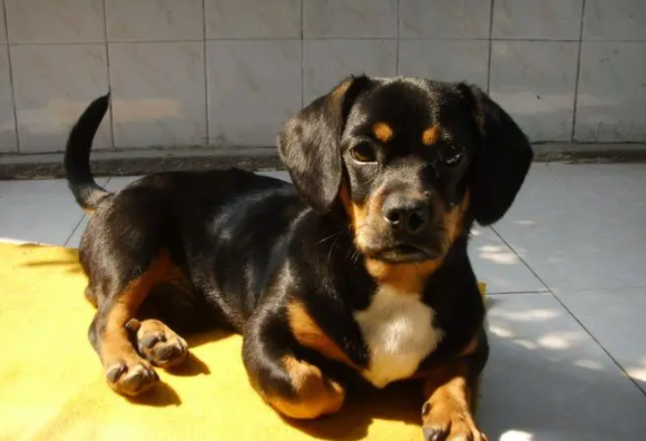 快来了解,腊肠犬幼犬怎么照顾? 快来了解,腊肠犬幼犬怎么照顾?