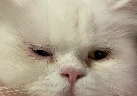 猫咪眼睛为什么不流泪了