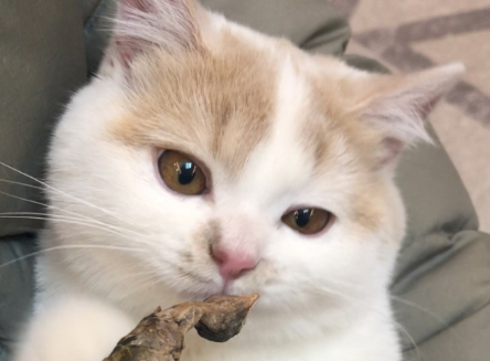 猫咪长吃鹌鹑好吗