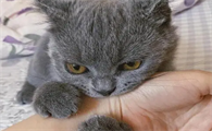 猫咪突然抓人是为什么