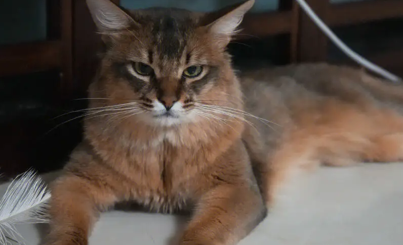 索马里猫性格怎么样?一起来了解一下 索马里猫性格怎么样?一起来了解一下
