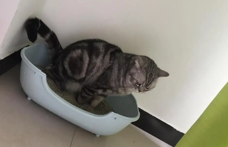 猫咪为什么喜欢在室外拉屎拉尿