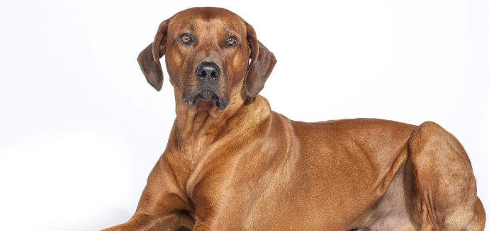罗得西亚脊背犬肠炎有什么症状?具体有哪些症状? 罗得西亚脊背犬肠炎有什么症状?具体有哪些症状?