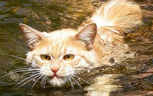 是不是每个猫咪都会游泳 是不是每个猫咪都会游泳