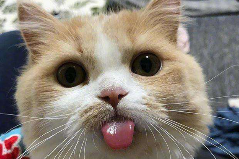 猫咪为什么牙齿总是咬舌头怎么回事