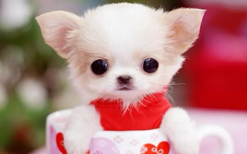 茶杯犬不能吃什么东西?一定要看仔细 茶杯犬不能吃什么东西?一定要看仔细