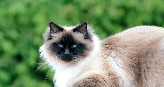 伯曼猫性格怎么样？适合新手饲养吗？