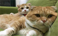猫咪为什么比较喜欢家长呢