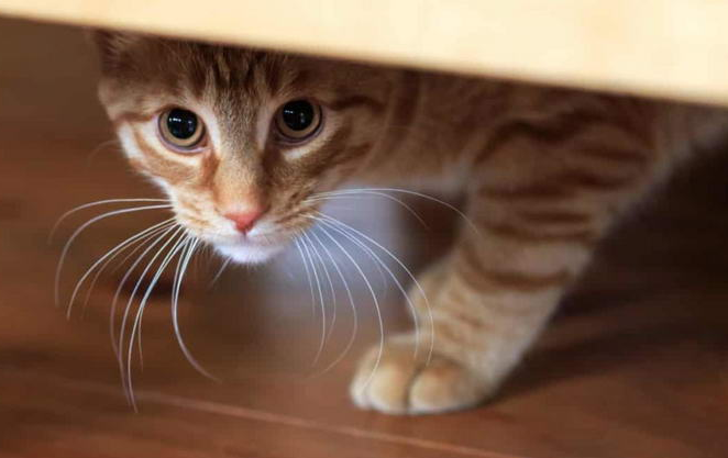 为什么对着猫咪叫猫咪会害怕呢