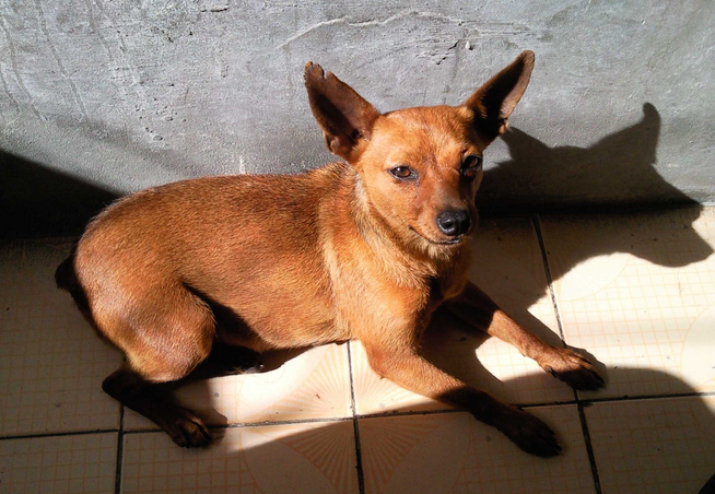 为什么养小鹿犬的少？原来是因为这个~