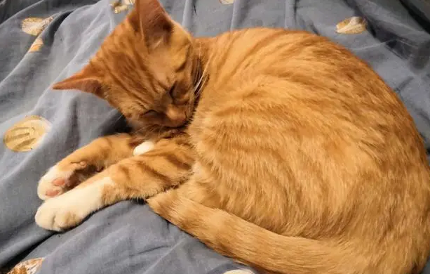 猫咪身上为什么臭臭的 猫咪身上为什么臭臭的