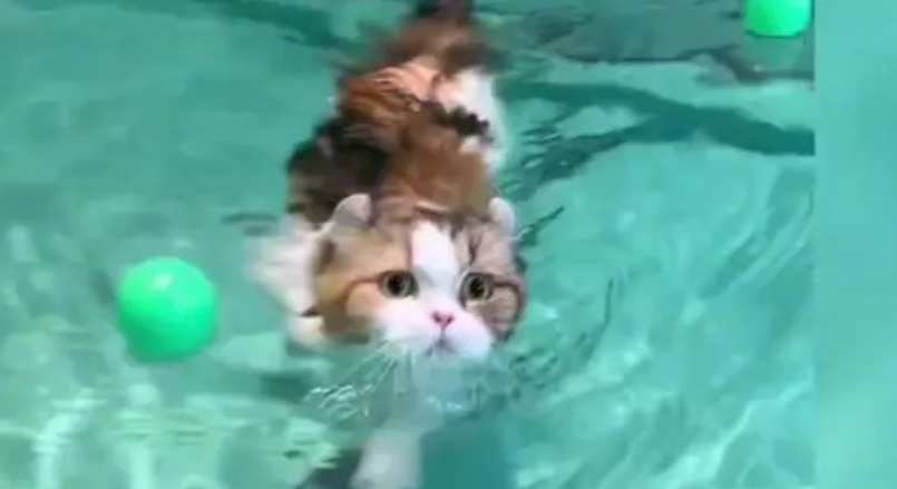 猫和狗谁游泳快啊