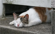 流浪猫能收养吗