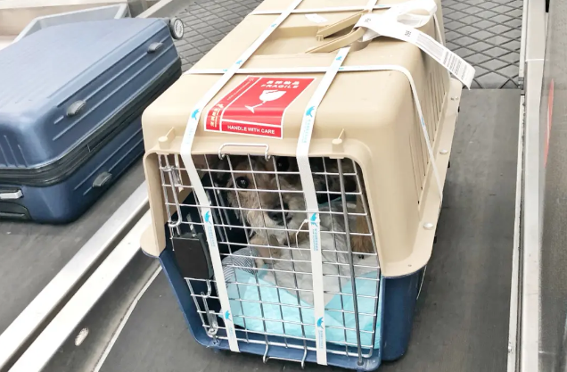 长龙航空可以托运宠物吗