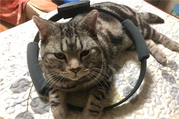 猫咪可以站在门上吗