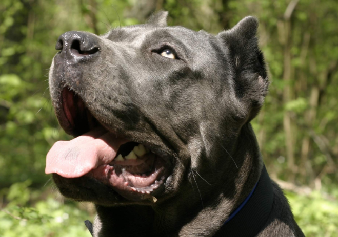 怎么选卡斯罗犬?想养的看过来