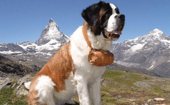 圣伯纳犬怎么驱虫？这些步骤要弄清楚