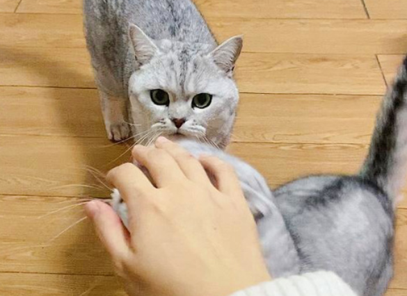 为什么猫喜欢伸手