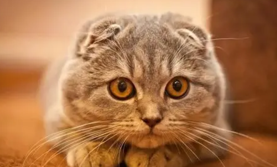 新手养猫养什么猫好