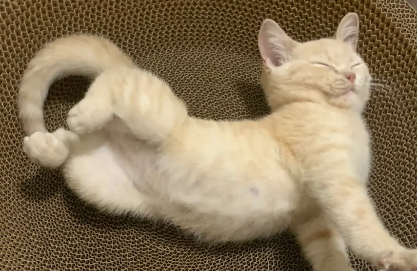 猫咪为什么总半夜叫呢怎么回事