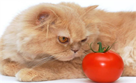 猫最爱吃的10种蔬菜