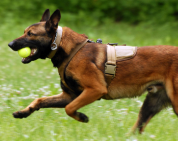马犬胆小怎么办,这里有答案 马犬胆小怎么办,这里有答案