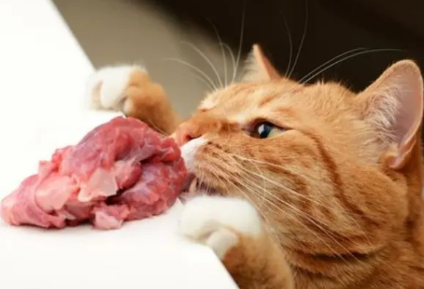 喂生肉给猫咪吃可以吗
