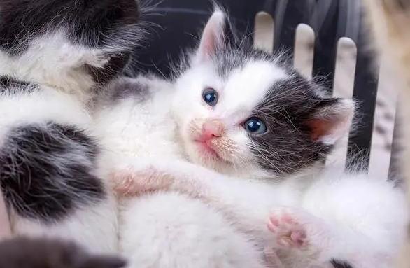 近亲繁殖的猫能养吗 近亲繁殖的猫能养吗