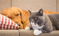 养宠物养狗好还是养猫好