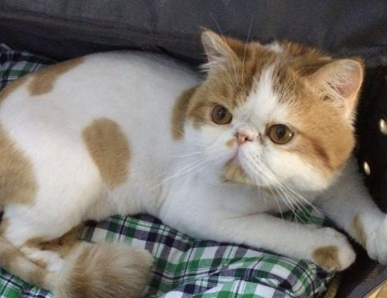 猫咪的毛为什么变色了 猫咪的毛为什么变色了