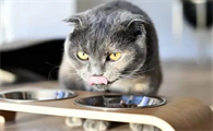猫咪感冒不吃饭怎么办
