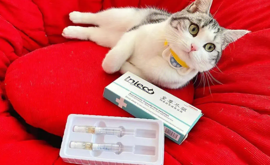 猫咪为什么要打疫苗和驱虫药 猫咪为什么要打疫苗和驱虫药