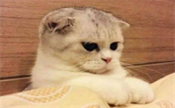 猫咪生气为什么会走路撒娇呢