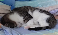 为什么自己家猫咪爱睡觉呢