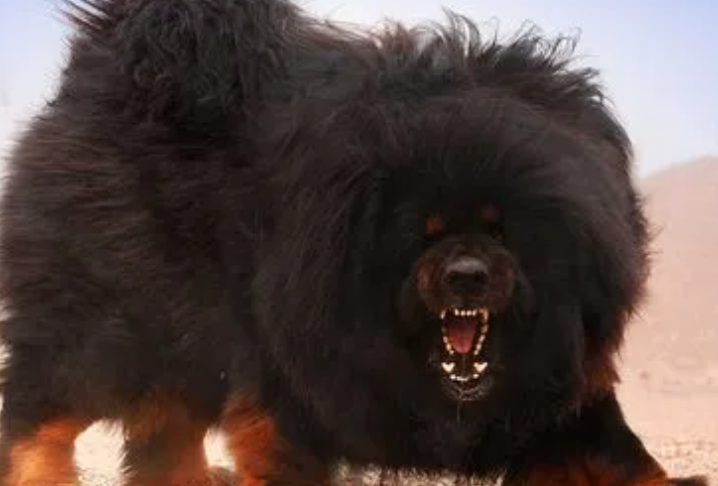 小藏獒拉稀怎么办?怎么治疗拉稀? 小藏獒拉稀怎么办?怎么治疗拉稀?