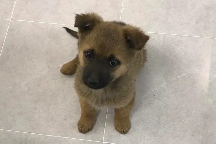 快来了解:田园犬和土狗有什么不同? 快来了解:田园犬和土狗有什么不同?