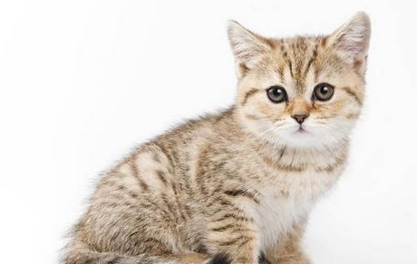 猫猫楼下蹲守主人不离开，只因主人怀孕遭弃养