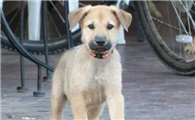 奇努克犬有咽炎怎么办?根据病因采取措施