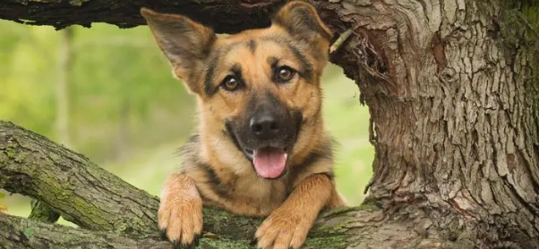 德国牧羊犬呕吐怎么办?该如何治疗与改善呢? 德国牧羊犬呕吐怎么办?该如何治疗与改善呢?
