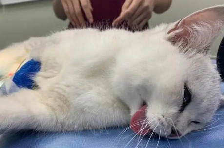 猫咪绝育后为什么还会哭闹
