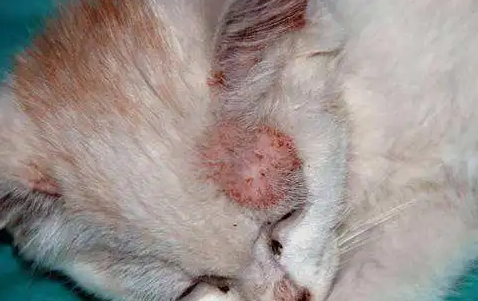 猫咪身上为什么有螨虫呢 猫咪身上为什么有螨虫呢